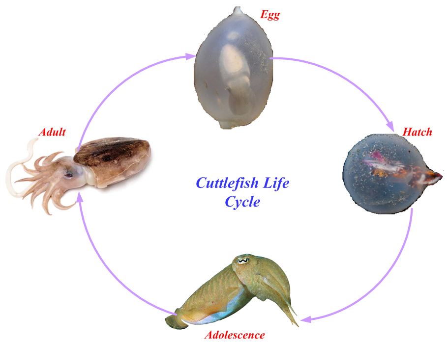 Cuttlefish Algorithm Cfa Propelled From Color Changing Behavior Of Cuttlefishes For Solving Optimization Problems Transpire Online